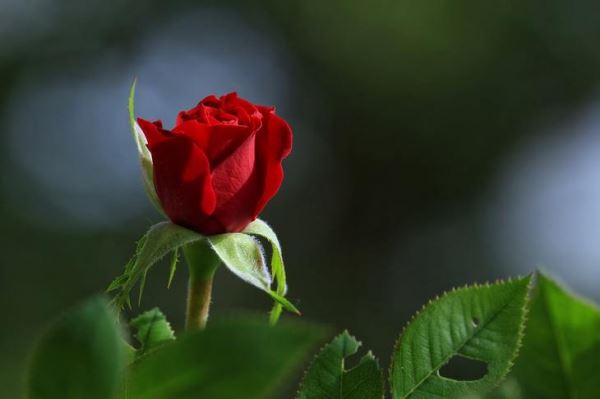 Защита роз от розанного нисходящего пилильщика – советы садоводам