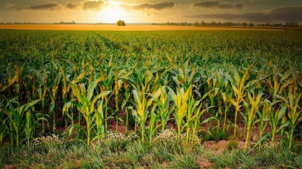 Какое рядковое удобрение для кукурузы считается прогрессивным
