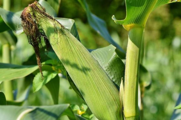 Некоторые сорта кукурузы способны подружиться с почвенной бактерией для защиты от вредителей
