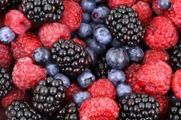 Новый селекционно-семеноводческий центр по выведению гибридов ягодных культур появится в Московской области
