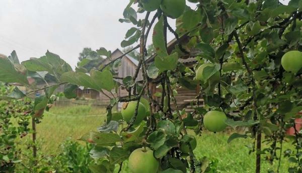 Как вырастить королевское яблоко – если хотите проредить плоды яблони, то делайте правильно!