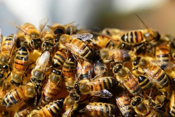 Как определить аспергиллез пчел