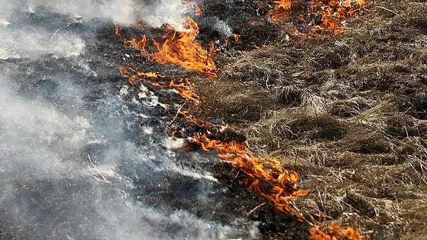 В России предложили ужесточить ответственность за поджоги сухой травы