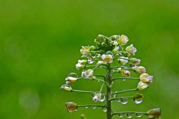 Дождливая погода спровоцировала рост сорняков на полях Татарстана