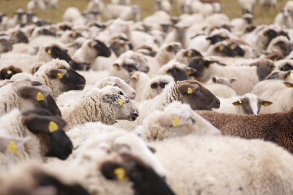 Висна-маеди как скрытая и серьезная угроза овцеводству