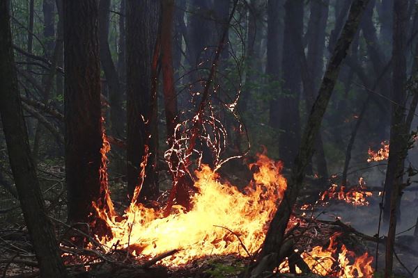 Пожары в Красноярском крае уничтожили 350 домов